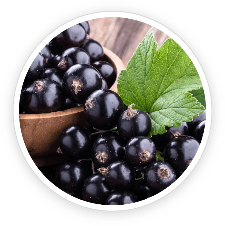 PurpleBurn Pro PurpleBurn Pro